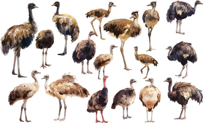 Fototapeta premium emu watercolor clipart