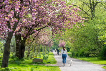 Blooming cherry trees and spring flowers along a quiet garden path at Aquarienweg in Cologne, Germany. Pink and white blossoms create a peaceful seasonal atmosphere