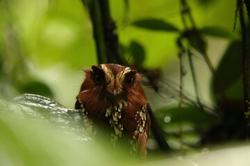 The feline owlet-nightjar (Aegotheles insignis) is a species of bird in the family Aegothelidae. It is found in New Guinea. 