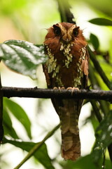The feline owlet-nightjar (Aegotheles insignis) is a species of bird in the family Aegothelidae. It is found in New Guinea. 