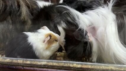 Guinea Pigs in a cage