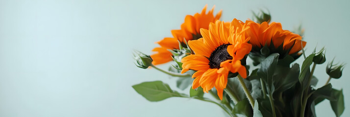 Vibrant Orange Sunflowers Bloom Brightly