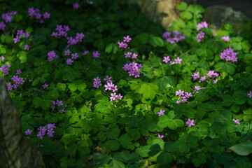 Garden landscape with cute wood-sorrel (Oxalis debilis) flowers in bloom in spring