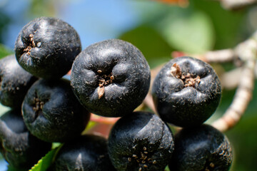 Black Rowan garden plant, bunches close-up