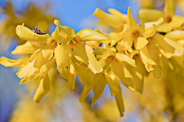 annonce du printemps 