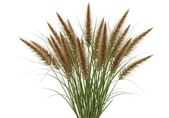 Fototapeta premium A bunch of pampas grass with green stems and brown plumes isolated on a white background studio shot