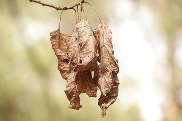 Uschnięte liście, pozostałość po zimie