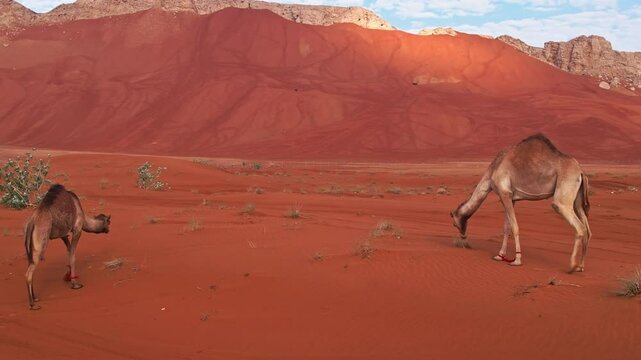 A drone over the sand dunes of the desert in which camels graze. Sunny summer day