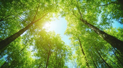 Tranquil Forest Canopy with Light Rays