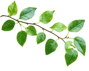 Fototapeta premium Vibrant Green Branch with Lush Leaves on Transparent Background, PNG