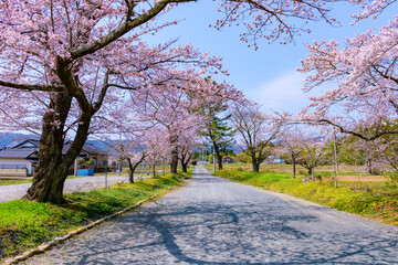 Obraz premium 福島県相馬市の涼ケ岡（すずみがおか）八幡神社と桜 