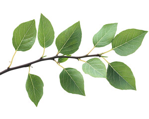 Obraz premium Vibrant Green Leaves Branch Isolated on Transparent Background, PNG