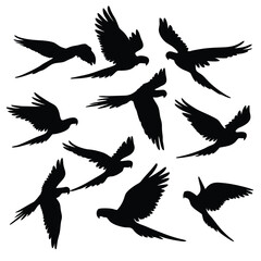Fototapeta premium Macaw Parrot Silhouettes Set, Avian Flying Bird Fauna, Tropical Wildlife on Transparent