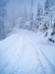 the view of winter into jungle