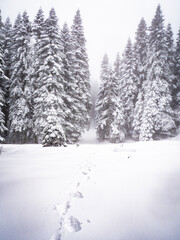 Naklejka premium The view of winter on the snowy plateau