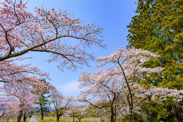 福島県相馬市の涼ケ岡（すずみがおか）八幡神社と桜
