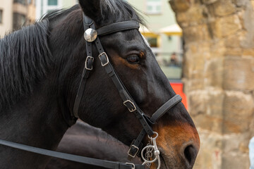 Obraz premium Horse portrait showcasing intricate harness details in a vibrant urban setting during the daytime