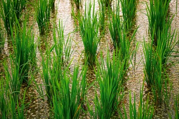 The vibrant green color of the rice plants adds a pop of color to the serene landscape of the paddy field.