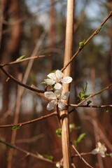 Piękne białe kwiaty mirabelki © tomo81