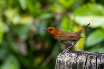 飛び立つ前のコマドリ