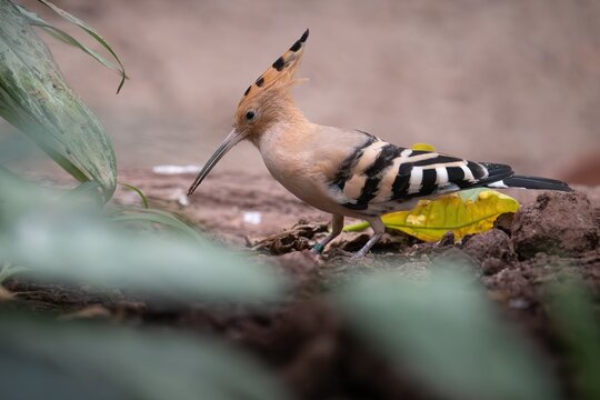 Madagascan hoopoe, dudek madagarsky, safari Czech