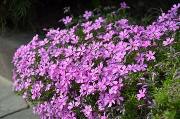 Pink Emerald Creeping Phlox-groundcovers plant. Gardening, landscaping concept .Free copy space.