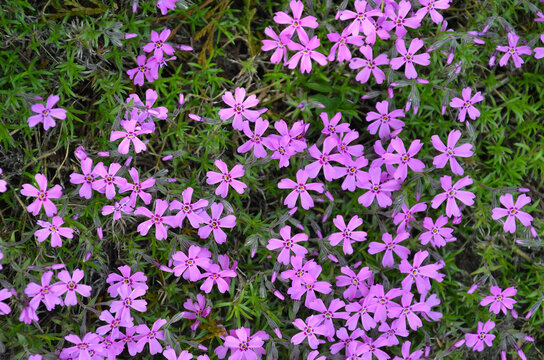Flox subulata &ldquo;Emerald Pink&rdquo; spring pink small  flowers, groundcover background . Closeup ,top view. Gardening concept.