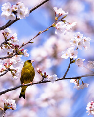 桜の枝に止まるカワラヒワ