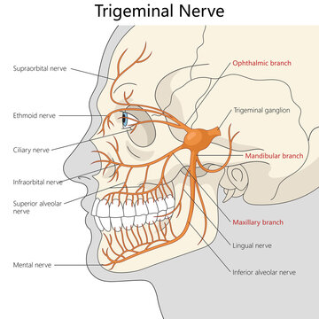anatomical illustration showing the trigeminal nerve and its ophthalmic, maxillary, and mandibular branches across the human face diagram hand drawn raster illustration. Medical science educational