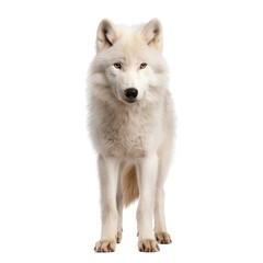 Fototapeta premium Majestic Arctic Wolf Standing Proudly with Soft White Fur on a Pure White Background and Captivating Expression