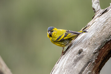 Eurasian siskin on a branch