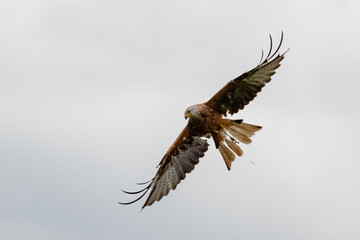 Red kite in flight