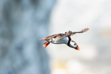 Atlantic Puffin