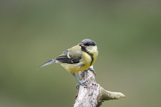 great tit parus major
