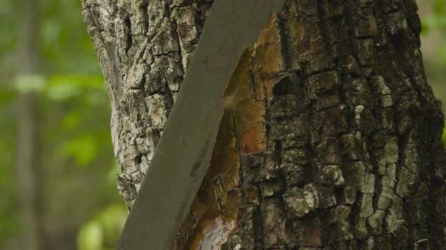 Detailed close-up shot of chicle sap being harvested from the bark of a sapodilla tree in the Peten rainforest, Guatemala. The natural latex slowly oozes from a diagonal cut in the tree.