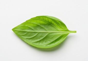 Obraz premium A single basil leaf with visible veins lying on a plain white surface in a studio setting