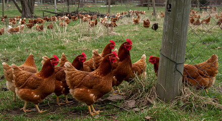 Fototapeta premium Free Range Chickens Roaming in a Farm Field with Green Grass