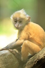 portrait of a calm little monkey