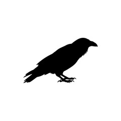 Obraz premium Raven silhouette icon vector flat design.