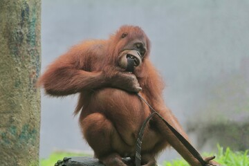 an orangutan is biting a rope