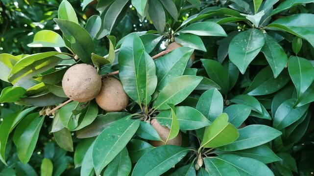 Manilkara zapota, commonly known as sapodilla sapota, chikoo, chico, naseberry or nispero on the tree, Fresh and organic Sapodilla in the tree. 4k video. 