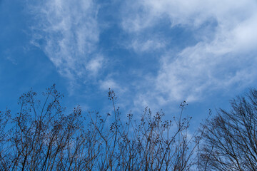 Fototapeta premium 冬木立と雲