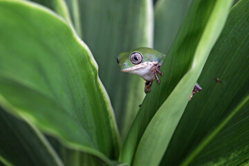 Phyllomedusa hypochondrialis climbing on leaves, Northern orange-legged leaf frog or tiger-legged monkey frog closeup on leaves 