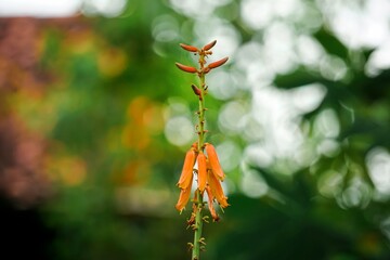 Flowers of aloe vera plant.