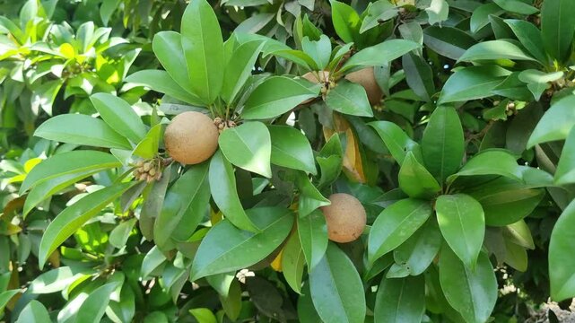 Fresh and organic Sapodilla in the tree. 4k video. Manilkara zapota, commonly known as sapodilla sapota, chikoo, chico, naseberry or nispero on the tree