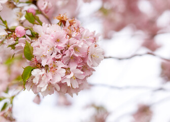 close up of beautiful blooming flowers at the park
