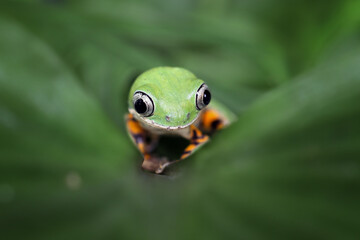 Phyllomedusa hypochondrialis climbing on leaves, Northern orange-legged leaf frog or tiger-legged monkey frog closeup on leaves 