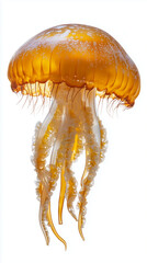 Realistic figurines of jelly fishes, closeup	
