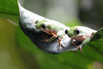 Phyllomedusa hypochondrialis climbing on leaves, Northern orange-legged leaf frog or tiger-legged monkey frog closeup on leaves 