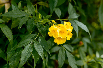 Yellow tropical flowers, bells, bloom on the bushes. Tecoma erecta.